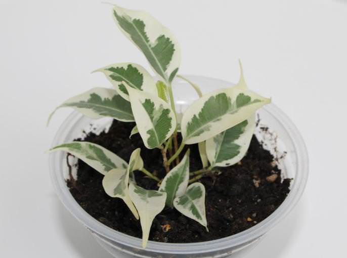 Фикусы Бенджамина практически безвредны